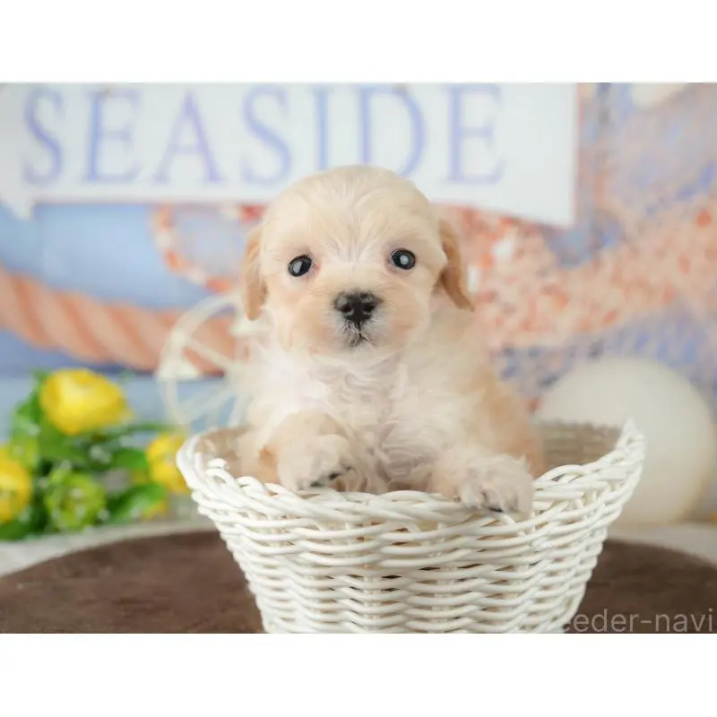 販売中の千葉県のミックス犬-453859の5枚目