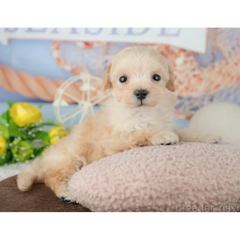 販売中の千葉県のミックス犬-453859の4枚目