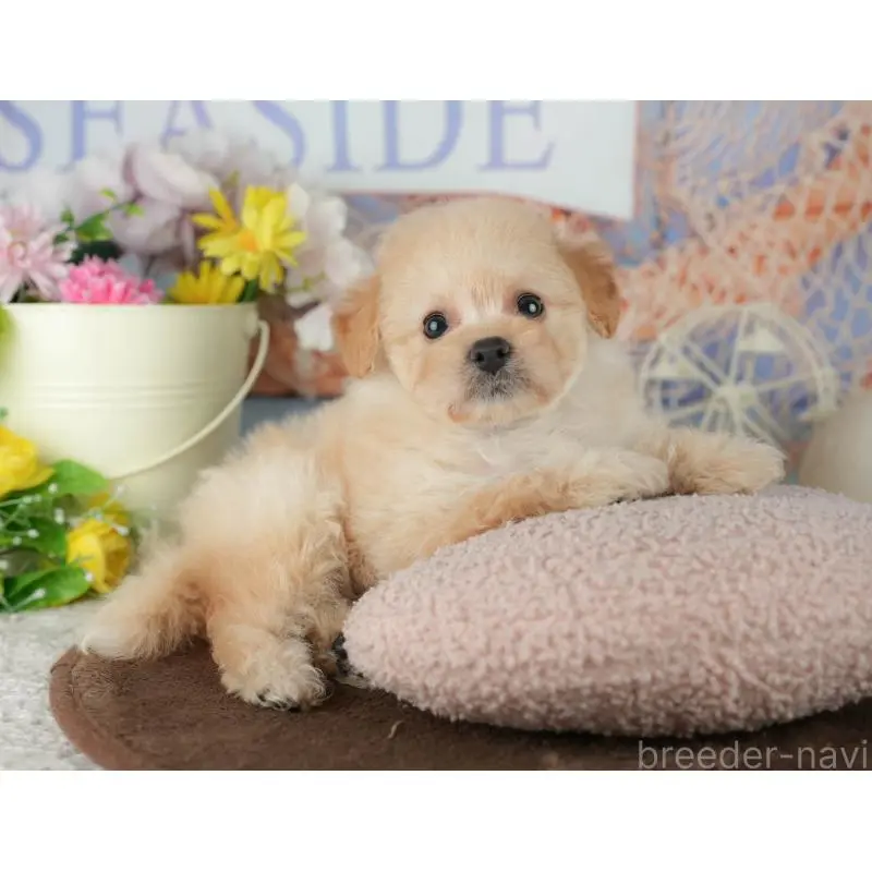 販売中の千葉県のミックス犬-453856の11枚目