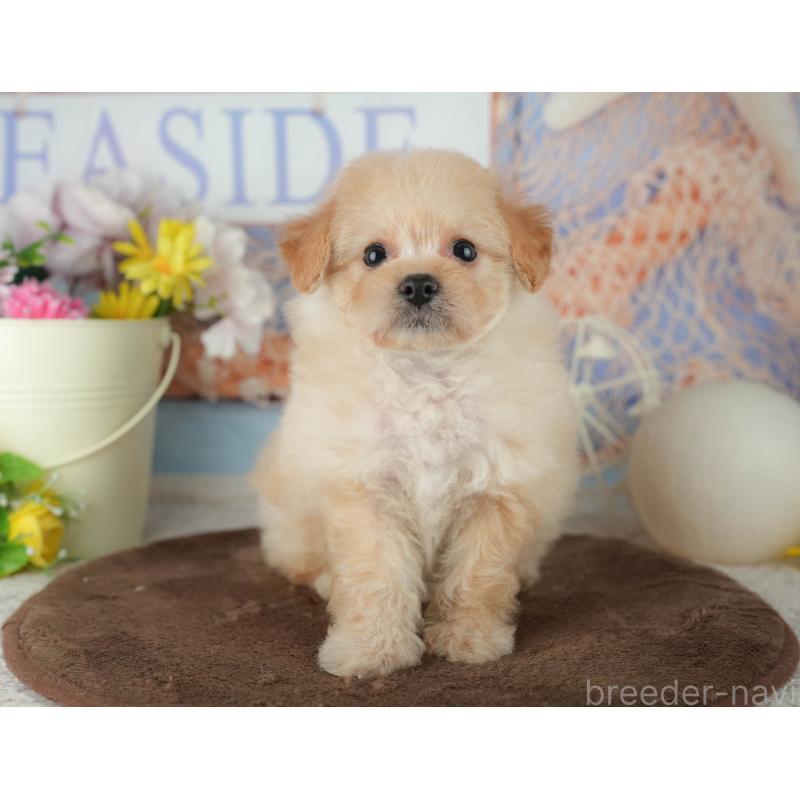 販売中の千葉県のミックス犬-453856の10枚目