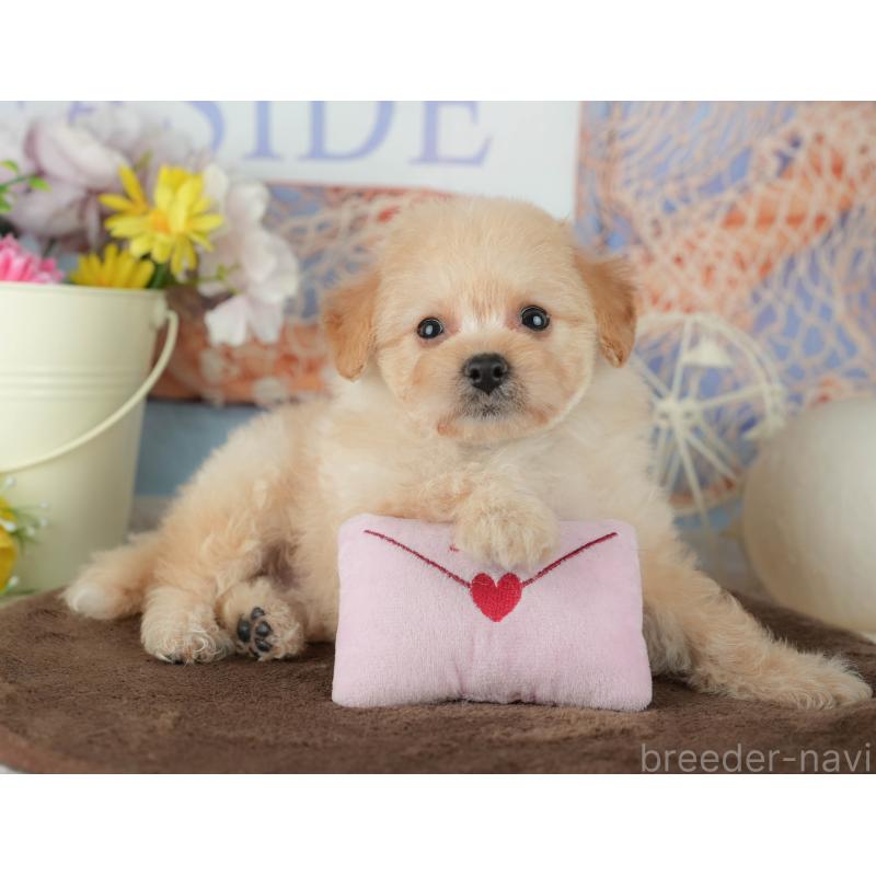 販売中の千葉県のミックス犬-453856の8枚目