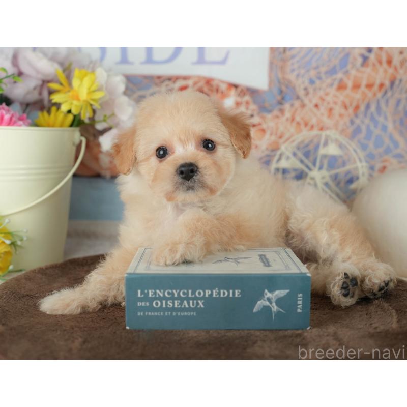 販売中の千葉県のミックス犬-453856の6枚目