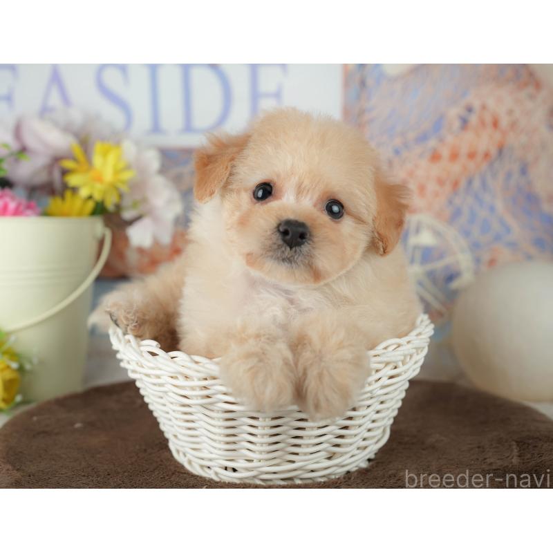 販売中の千葉県のミックス犬-453856の5枚目