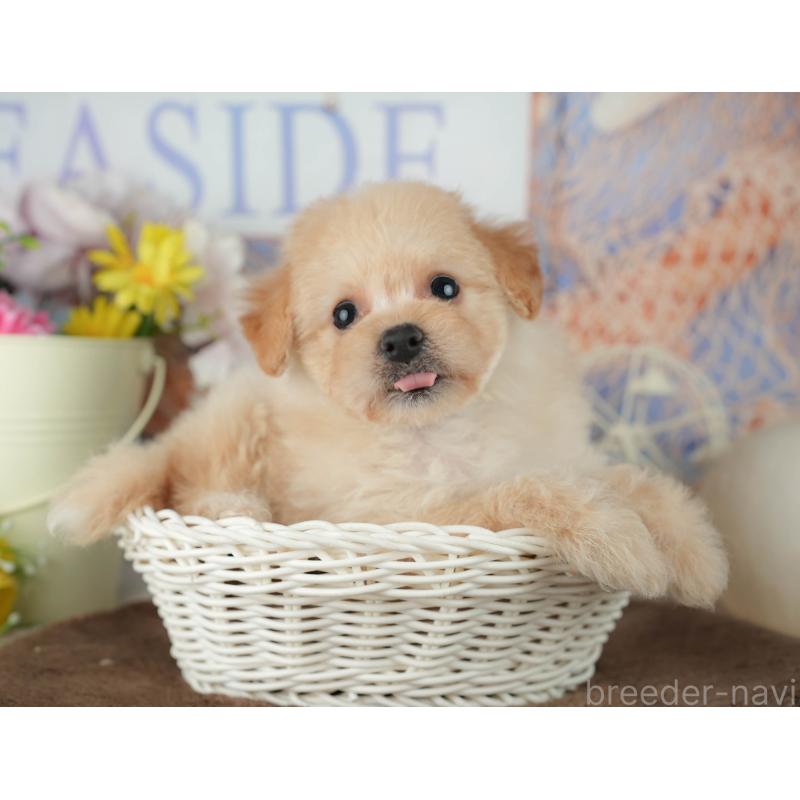 販売中の千葉県のミックス犬-453856の4枚目