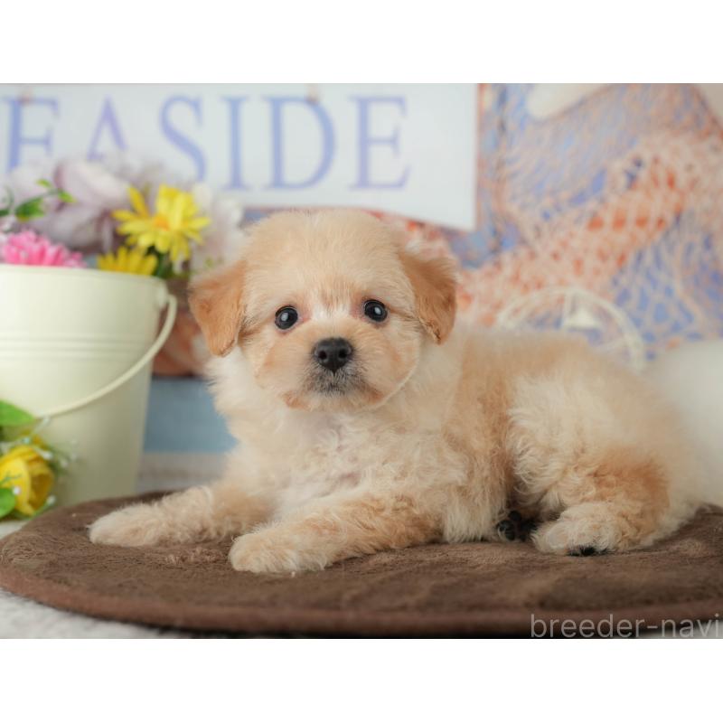 販売中の千葉県のミックス犬-453856の3枚目