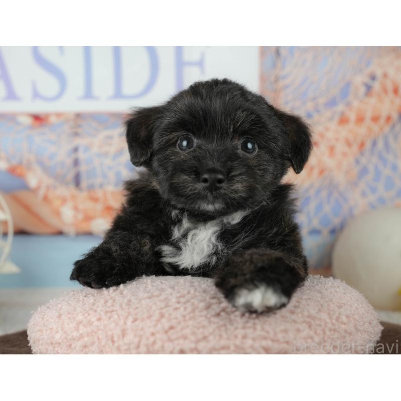 ♂︎トイプードル