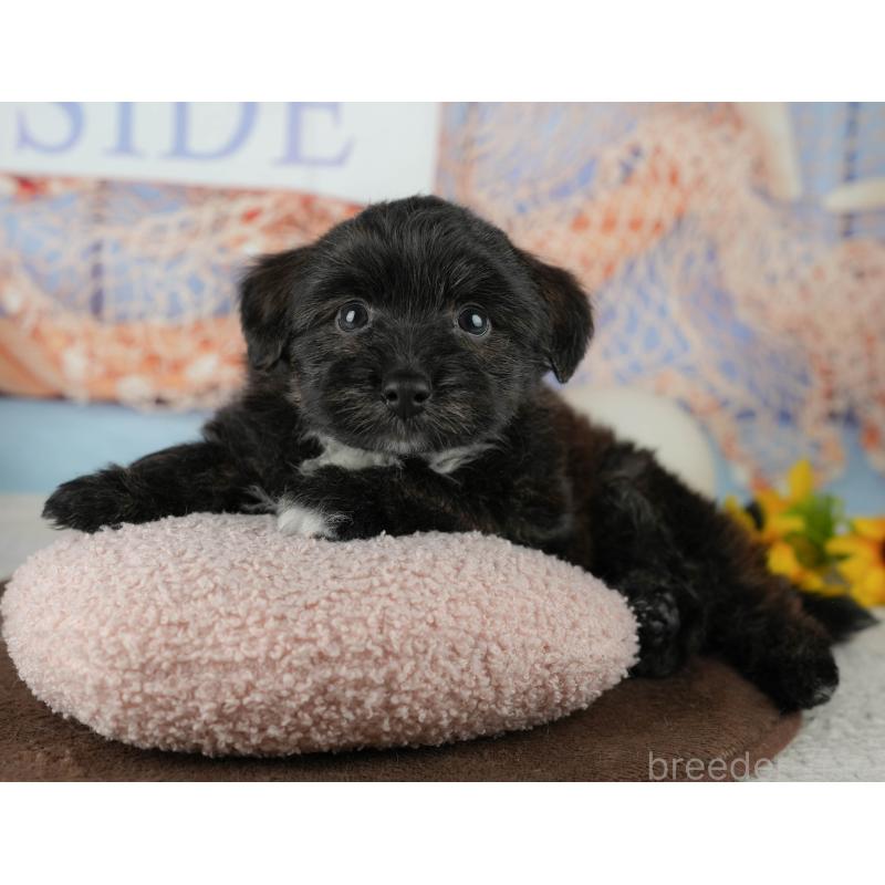 販売中の千葉県のトイプードル-453854の11枚目