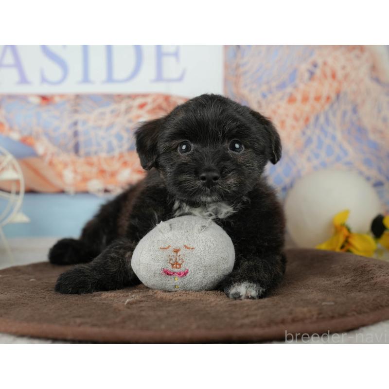 販売中の千葉県のトイプードル-453854の10枚目