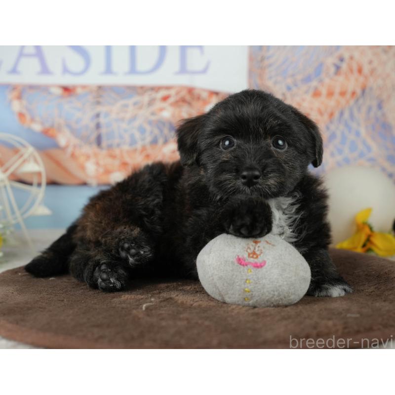 販売中の千葉県のトイプードル-453854の9枚目