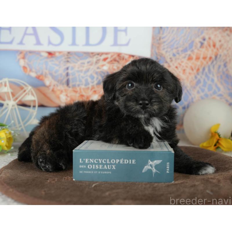 販売中の千葉県のトイプードル-453854の8枚目