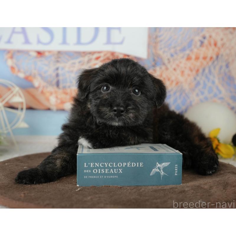 販売中の千葉県のトイプードル-453854の7枚目