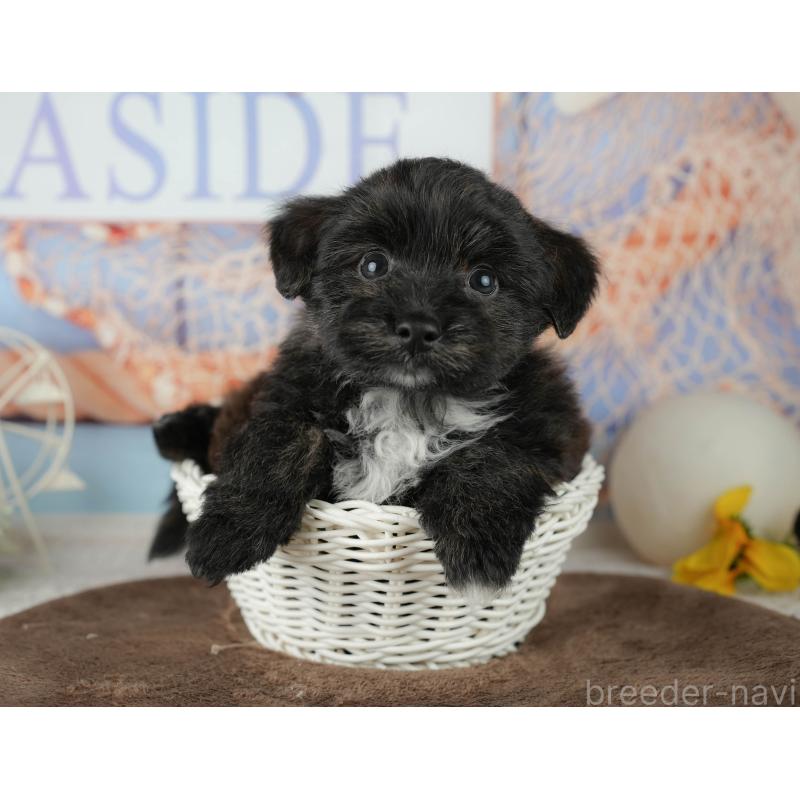 販売中の千葉県のトイプードル-453854の6枚目