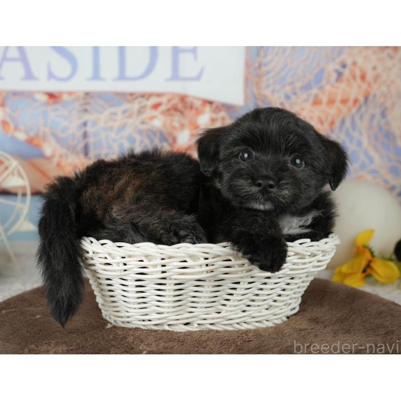 販売中の千葉県のトイプードル-453854の5枚目