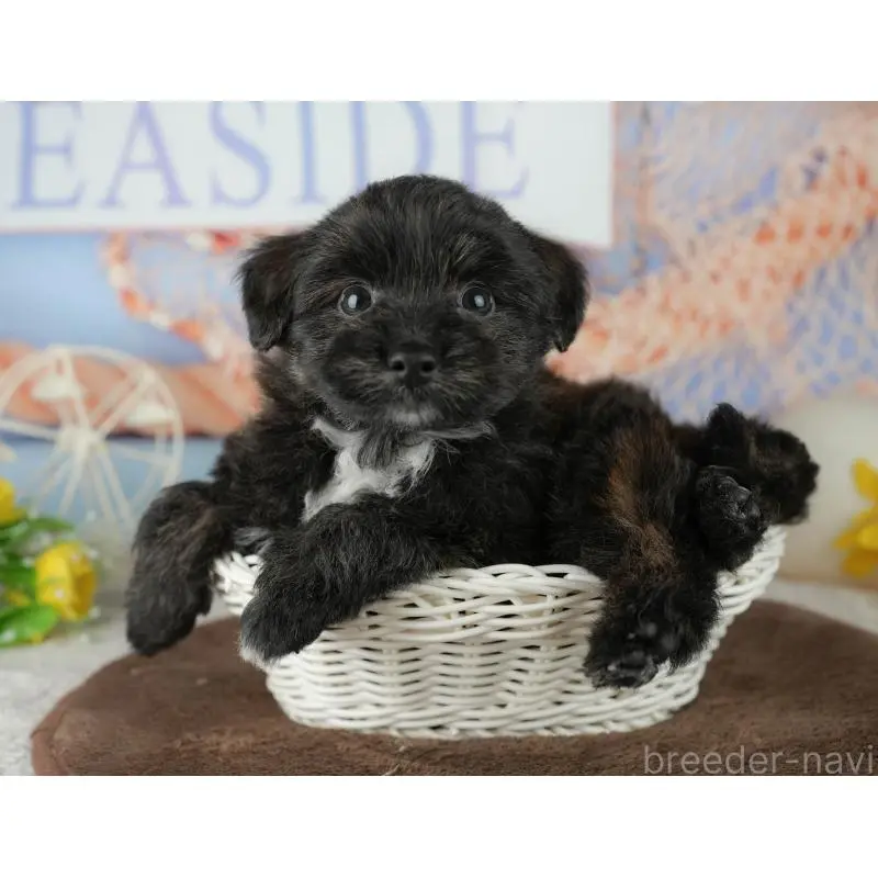 販売中の千葉県のトイプードル-453854の4枚目