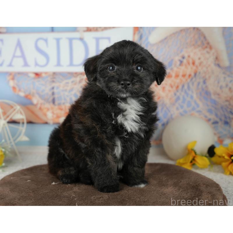 販売中の千葉県のトイプードル-453854の3枚目