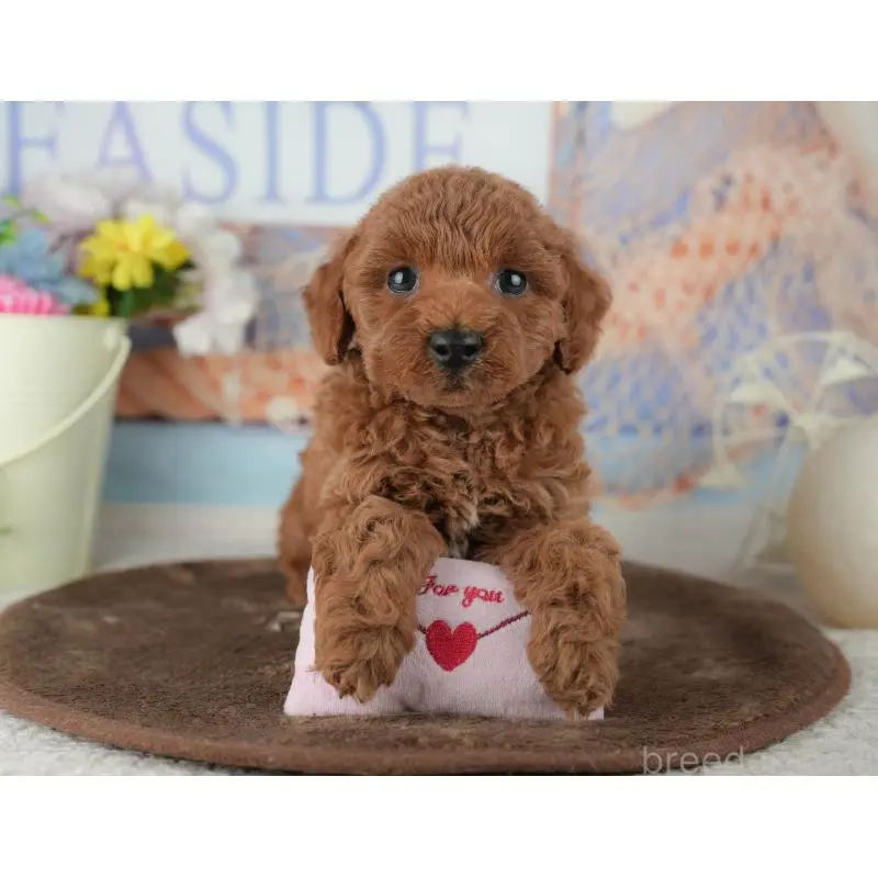 販売中の千葉県のトイプードル-453852の11枚目