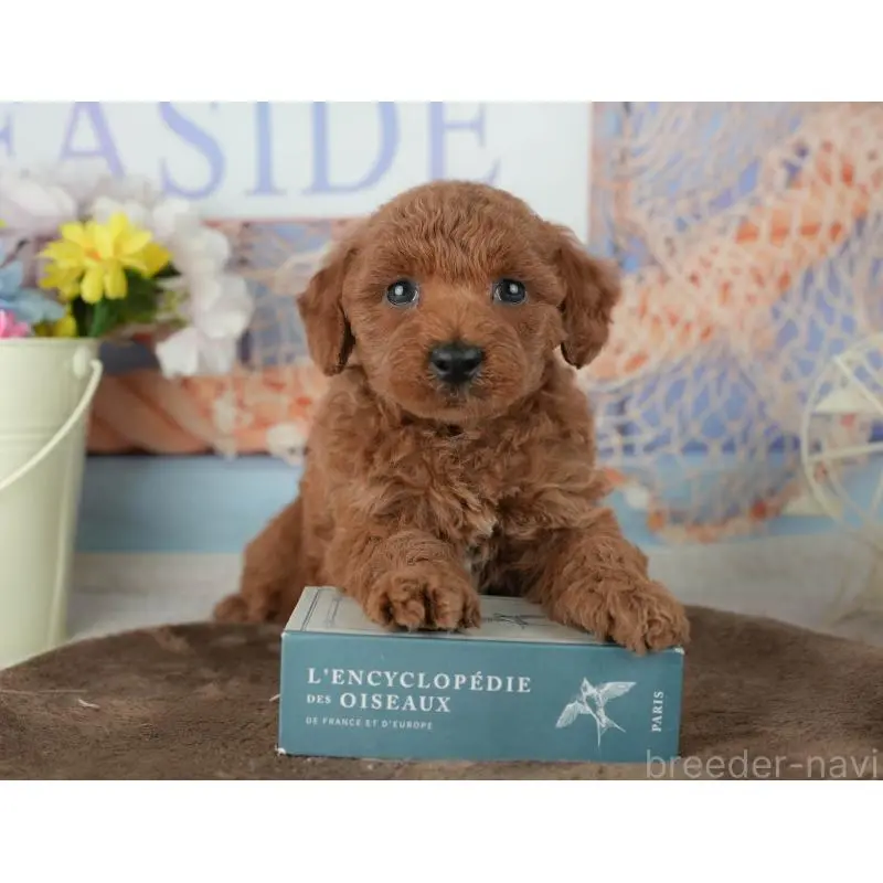 販売中の千葉県のトイプードル-453852の8枚目