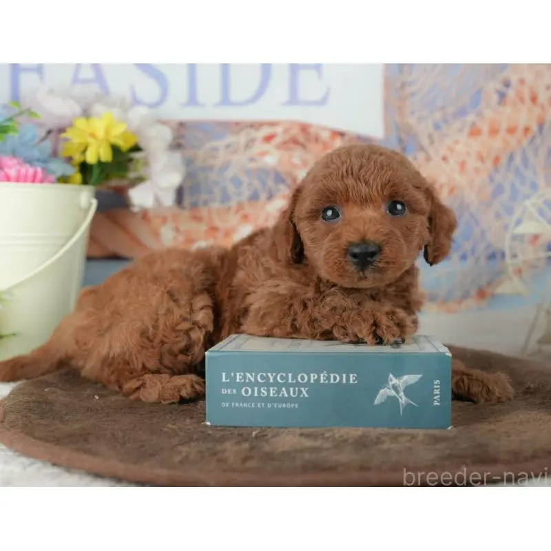 販売中の千葉県のトイプードル-453852の7枚目