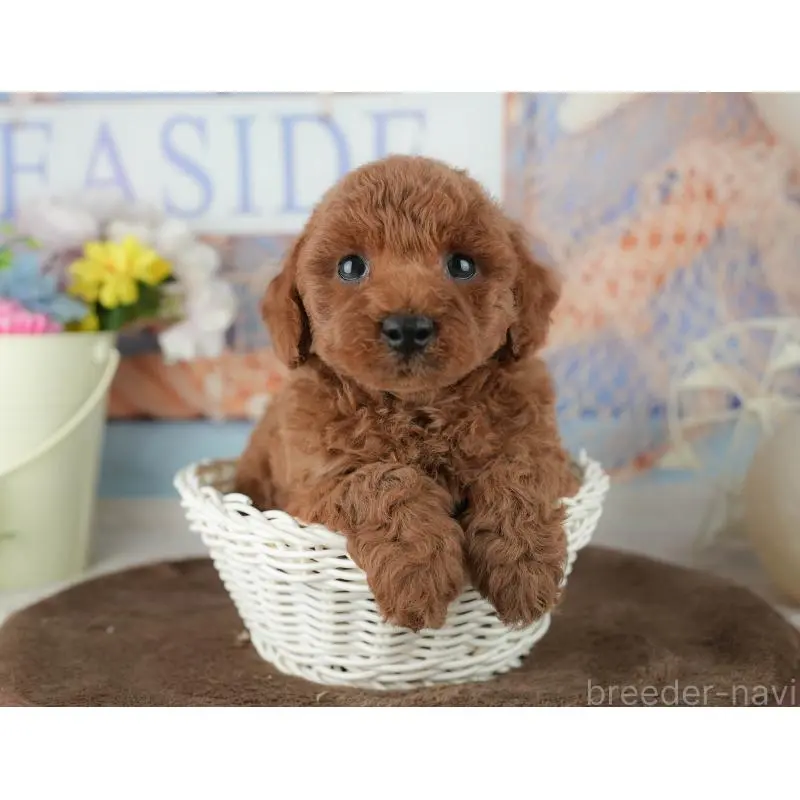 販売中の千葉県のトイプードル-453852の6枚目