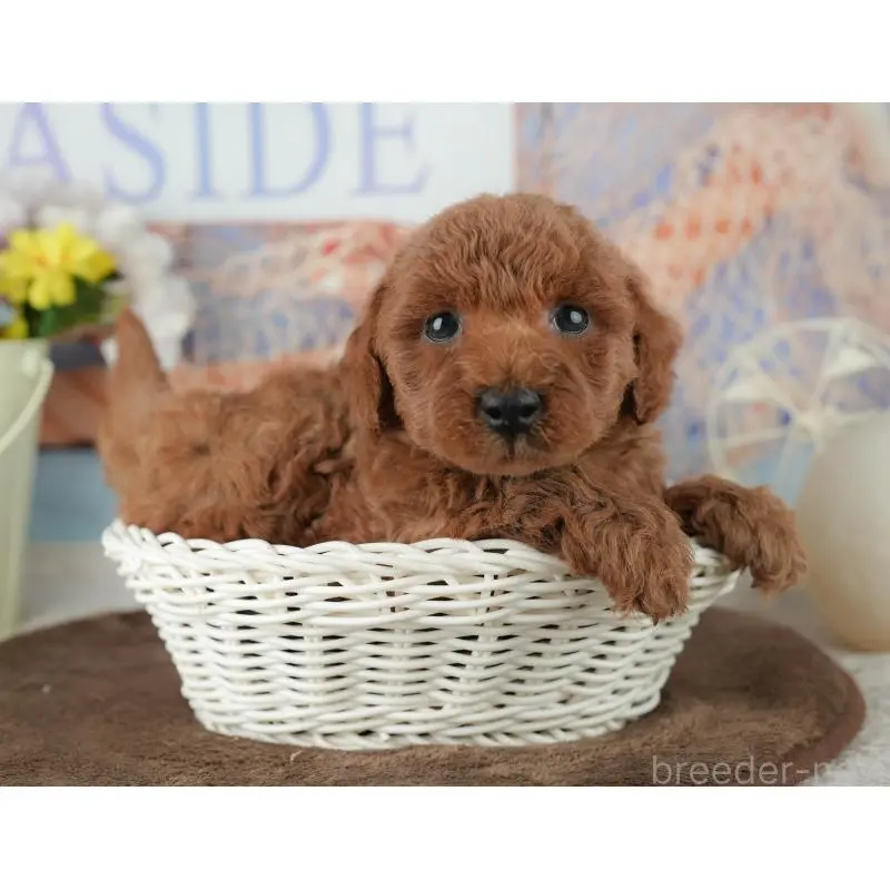 販売中の千葉県のトイプードル-453852の5枚目