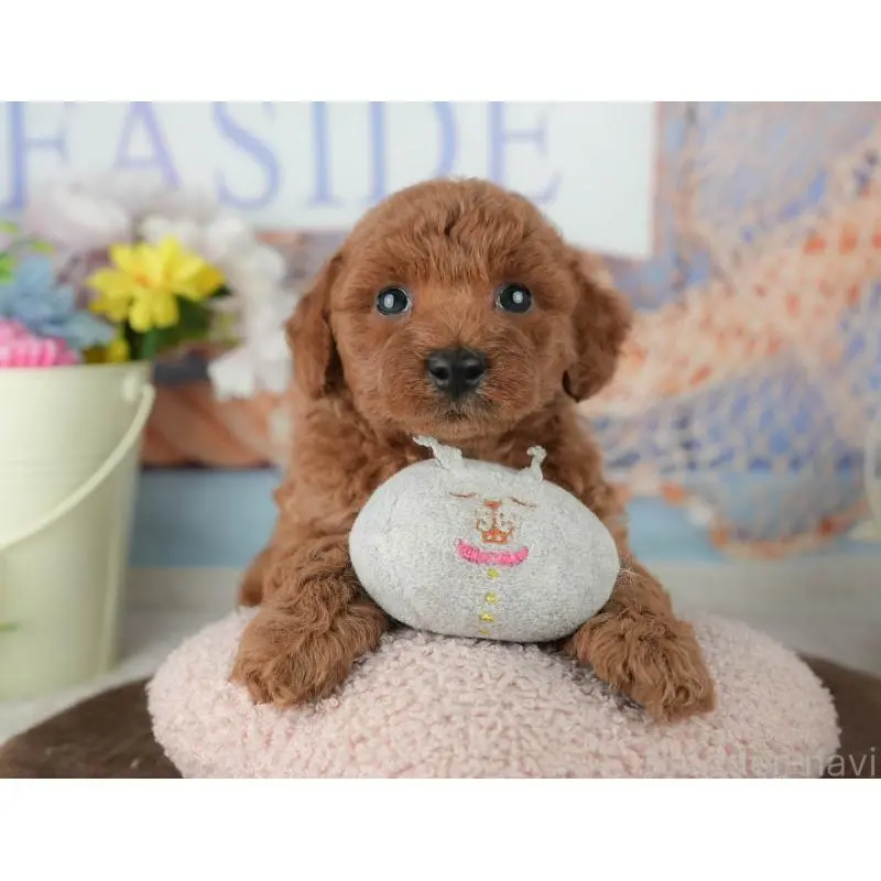 販売中の千葉県のトイプードル-453852の4枚目