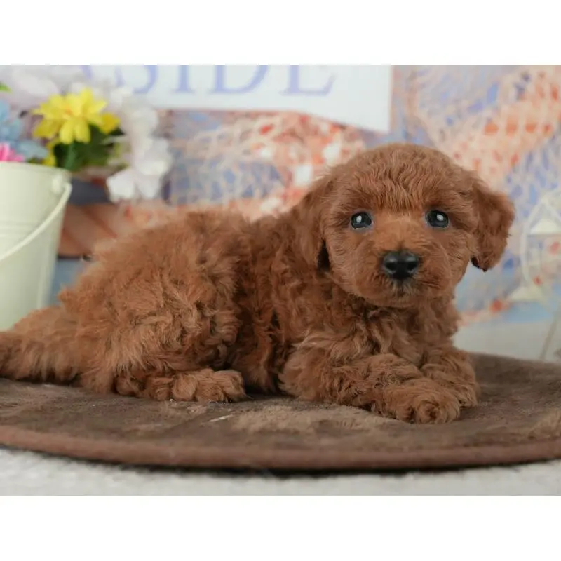 販売中の千葉県のトイプードル-453852の3枚目