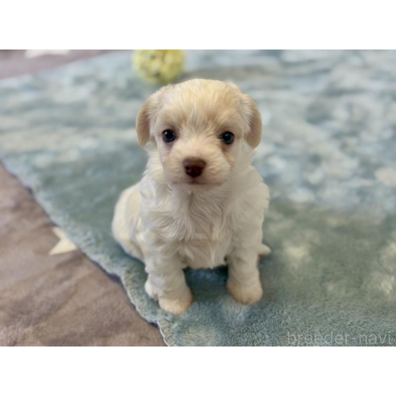 販売中の福岡県のミックス犬-449701の8枚目