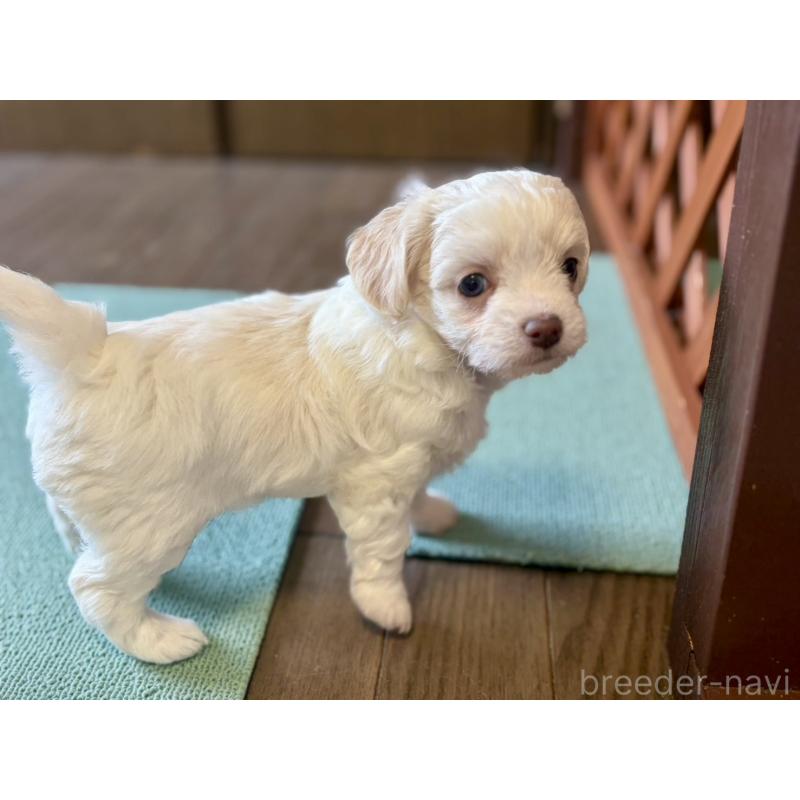 販売中の福岡県のミックス犬-449701の7枚目