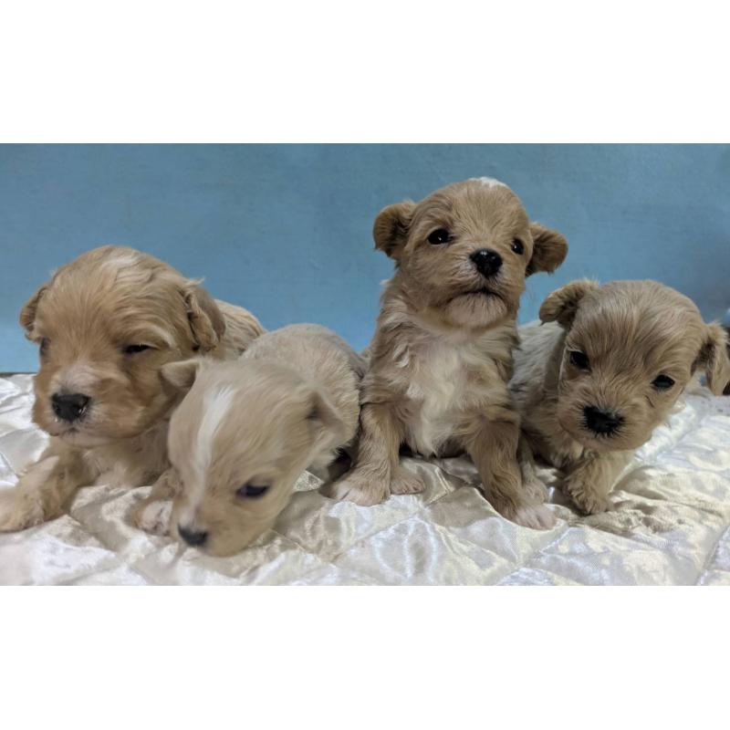 販売中の埼玉県のマルプー:マルチーズ×トイプードル-453752の6枚目