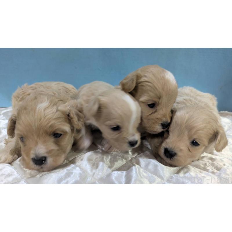 販売中の埼玉県のマルプー:マルチーズ×トイプードル-453752の5枚目