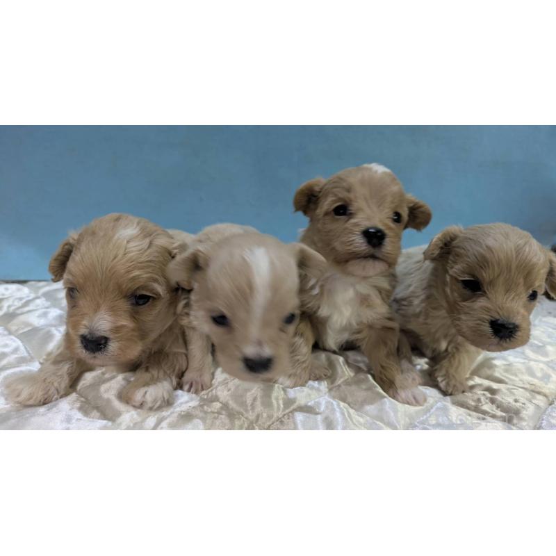 販売中の埼玉県のマルプー:マルチーズ×トイプードル-453752の4枚目