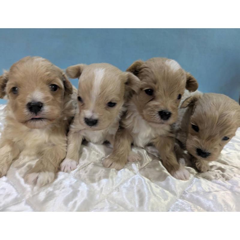 販売中の埼玉県のマルプー:マルチーズ×トイプードル-453752の3枚目