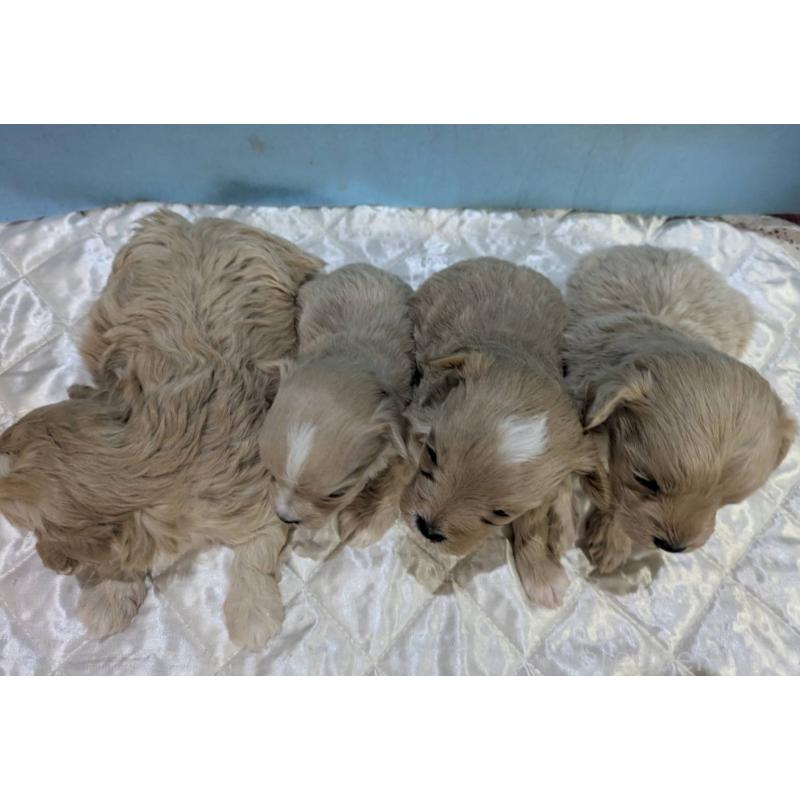 販売中の埼玉県のマルプー:マルチーズ×トイプードル-453752の2枚目