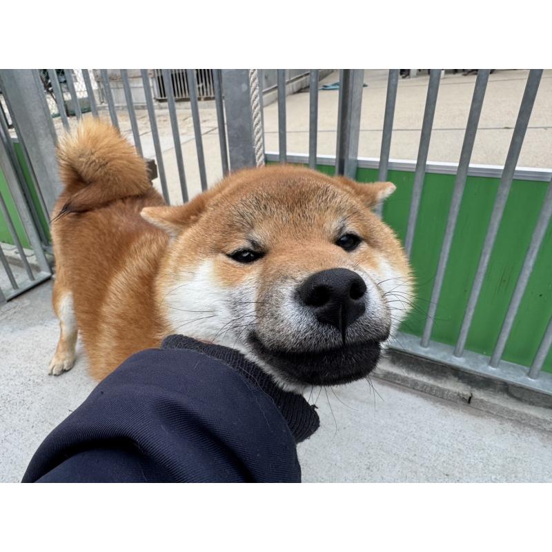 販売中の愛知県の柴犬-453753の2枚目