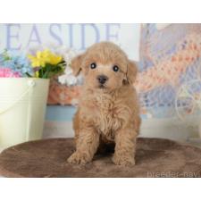 ♀︎トイプードル