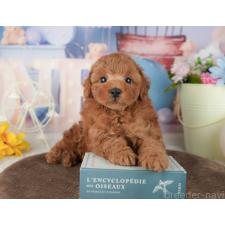 オンライン見学