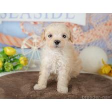 オンライン見学