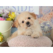 オンライン見学