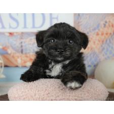 ♀︎トイプードル