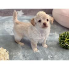 ♀︎ミックス犬