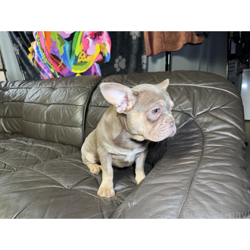 販売中の奈良県のフレンチブルドッグ-453754の16枚目