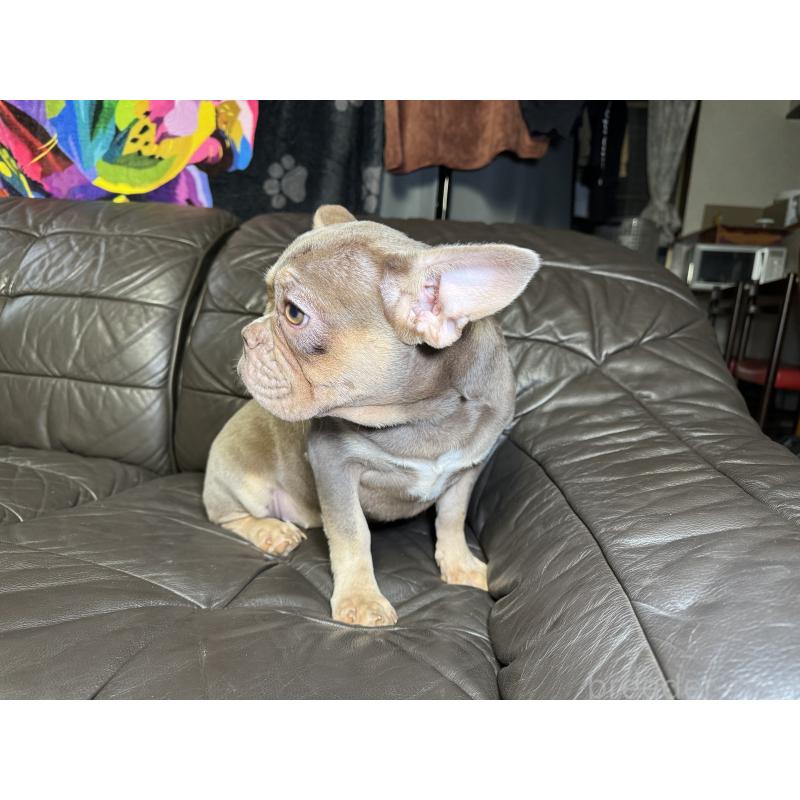 販売中の奈良県のフレンチブルドッグ-453754の15枚目