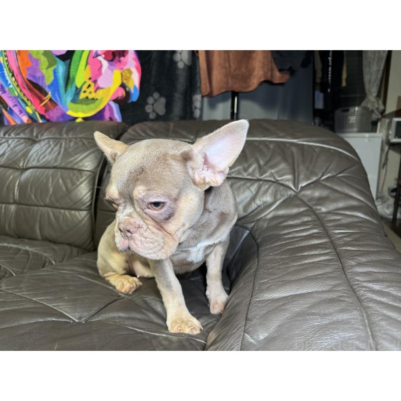販売中の奈良県のフレンチブルドッグ-453754の14枚目