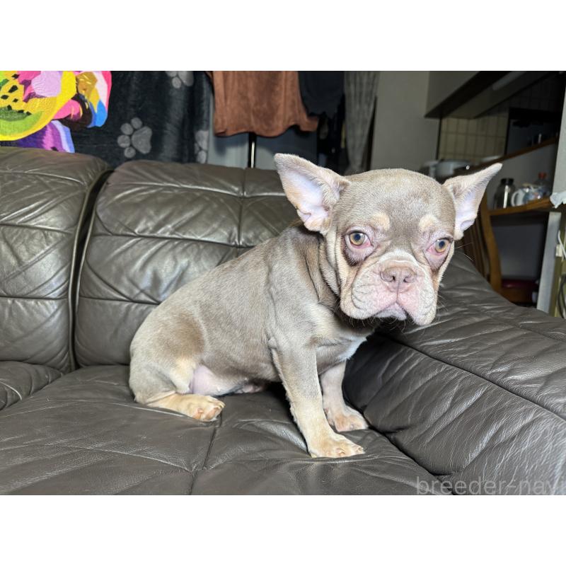 販売中の奈良県のフレンチブルドッグ-453754の13枚目