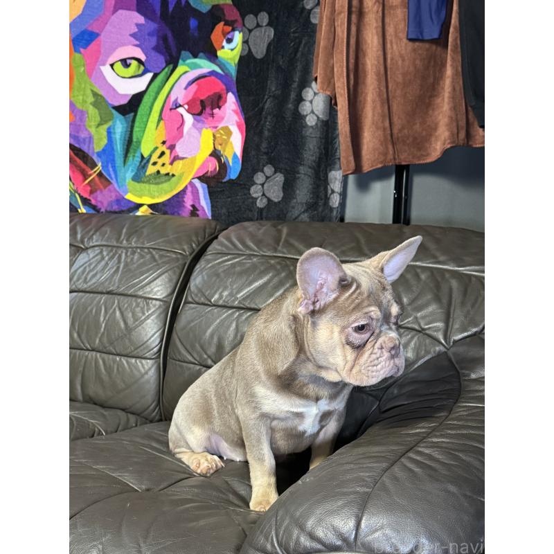 販売中の奈良県のフレンチブルドッグ-453754の12枚目