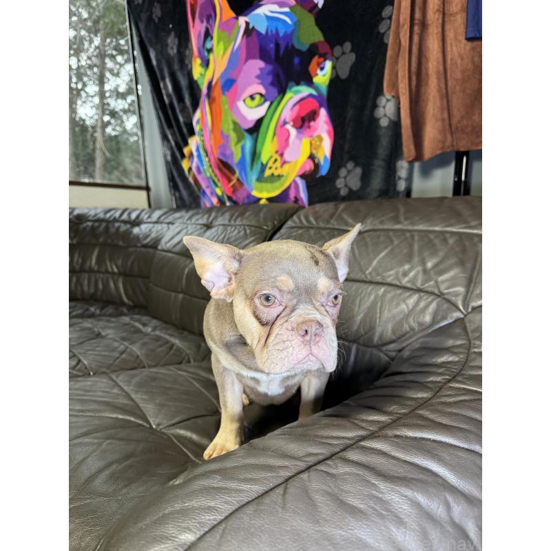 販売中の奈良県のフレンチブルドッグ-453754の11枚目