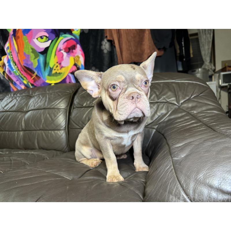 販売中の奈良県のフレンチブルドッグ-453754の10枚目