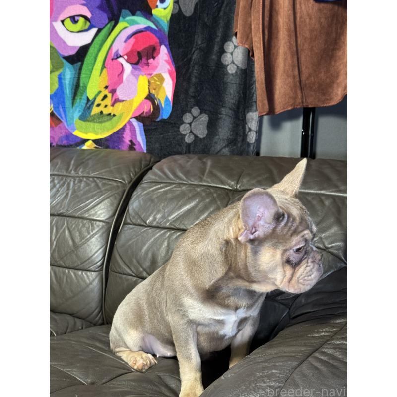 販売中の奈良県のフレンチブルドッグ-453754の9枚目