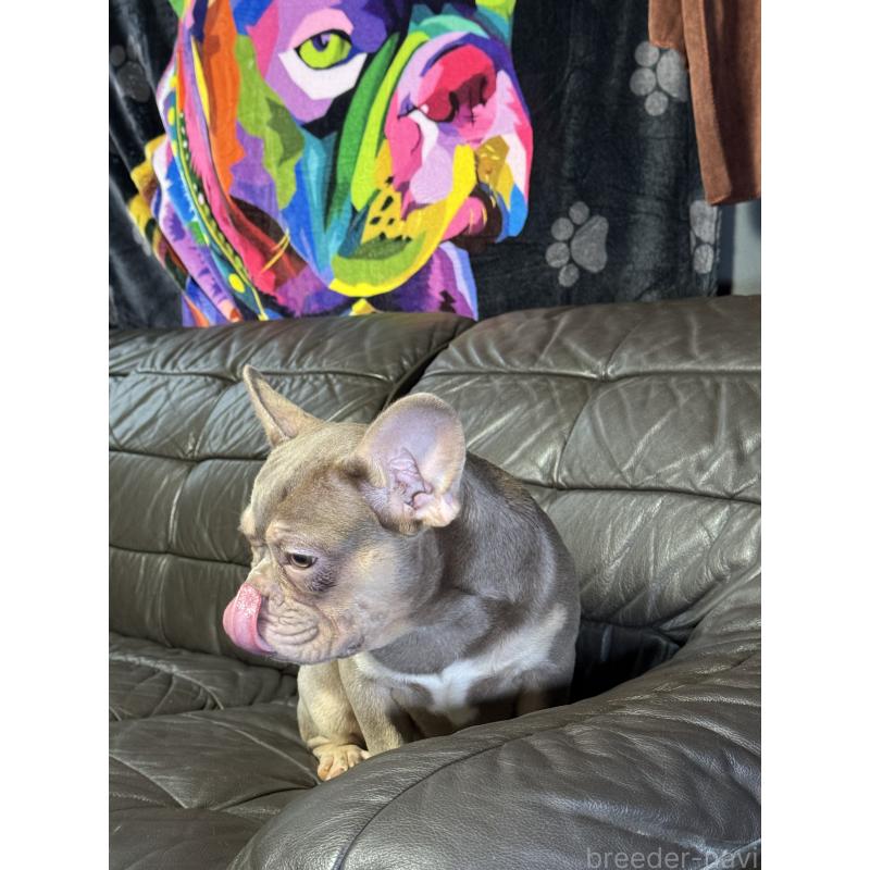 販売中の奈良県のフレンチブルドッグ-453754の8枚目