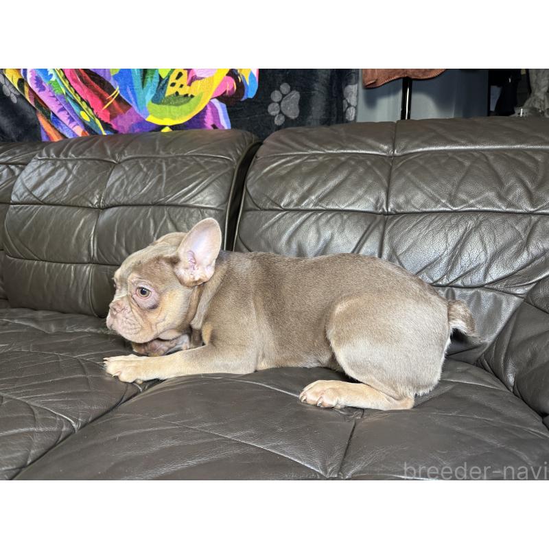 販売中の奈良県のフレンチブルドッグ-453754の7枚目